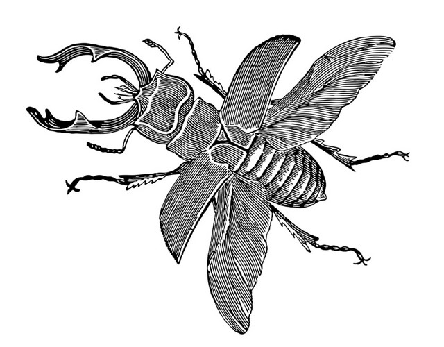 手绘线条昆虫矢量素材