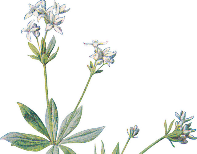 矢量清新手绘花朵素材