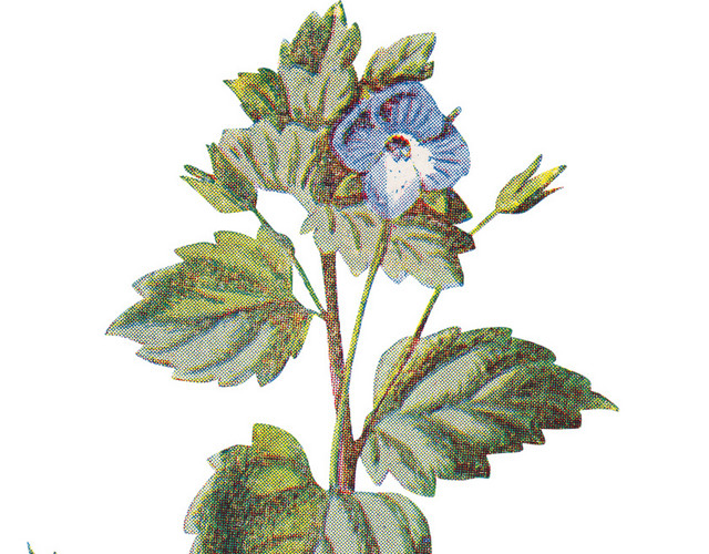 矢量清新手绘浪漫花朵素材