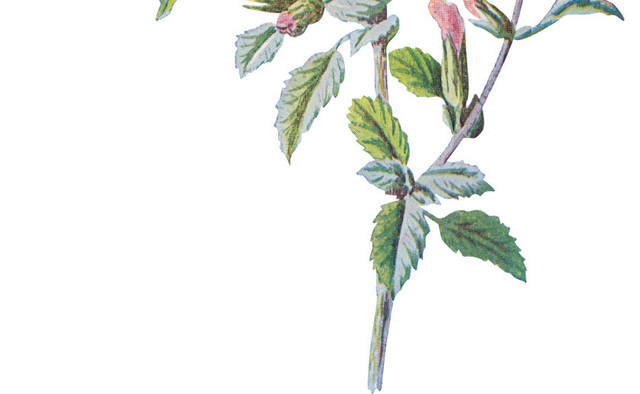 矢量清新手绘花朵素材