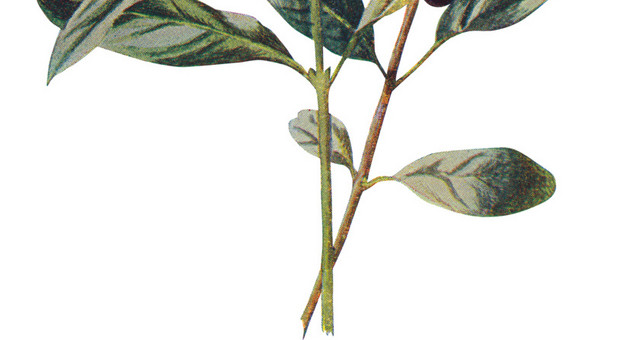矢量清新手绘花朵素材