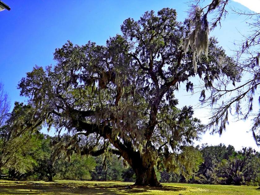 摄影简约日照下的大树背景图片