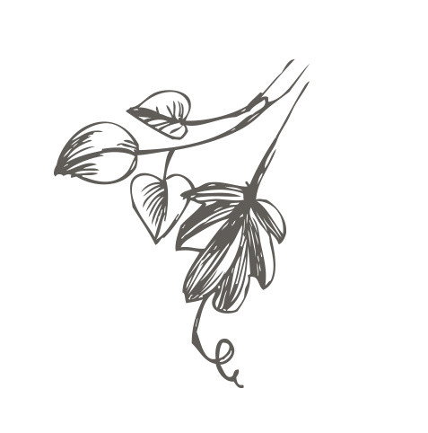 矢量手绘素描花朵枝叶素材