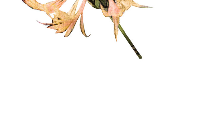 矢量手绘水彩花朵素材