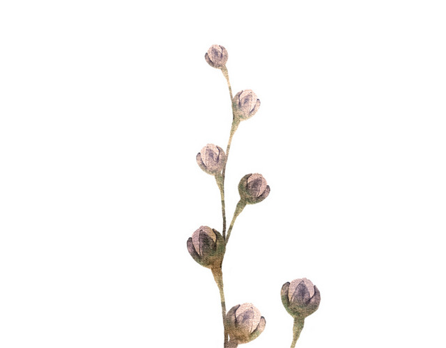 矢量清新手绘水彩花朵素材