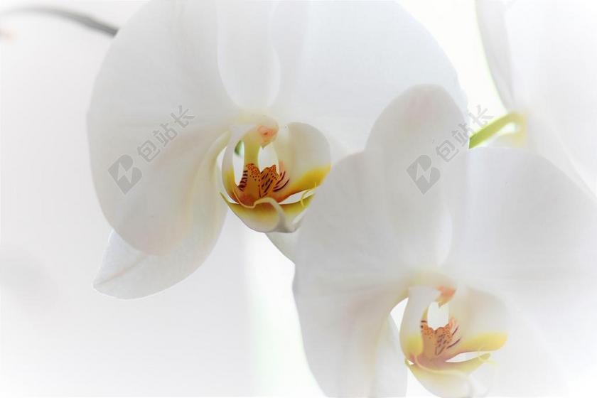 广告时尚兰花背景图片