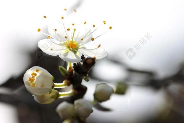 李木开花 春天 植物 性质 生产 POLLINIA 的兰花 艺术的