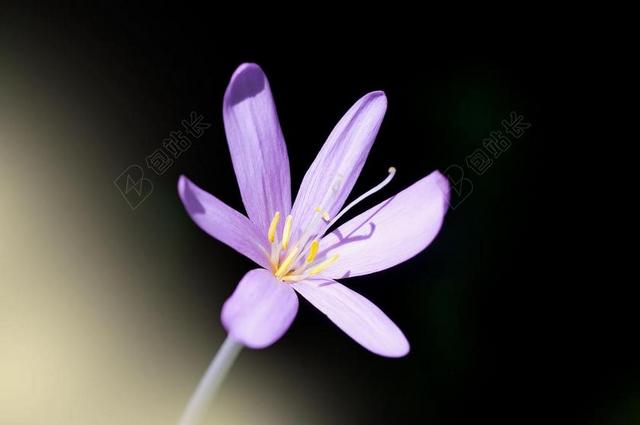 植物特写美丽的紫色小花背景图片