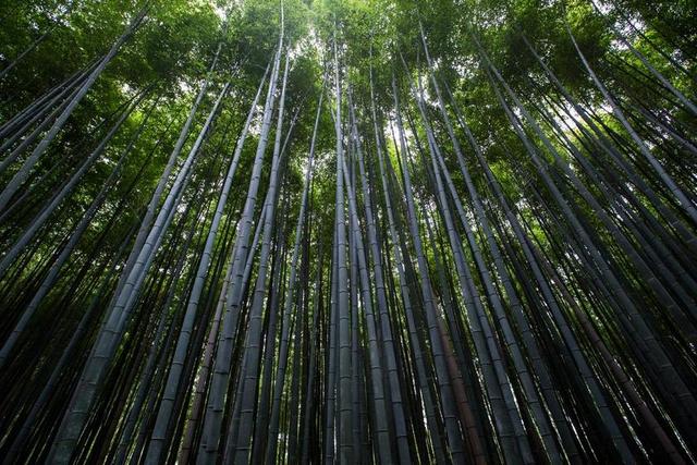 植物 树 竹 细长 薄 自然 绿色 环境 增长 户外