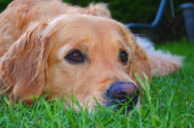 金毛猎犬 狗 草 HUNDEPORTRAIT 宠物 动物肖像