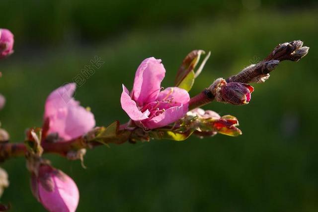桃树 桃花源 春天 性质 粉红色 梅花 植物 科 鲜花