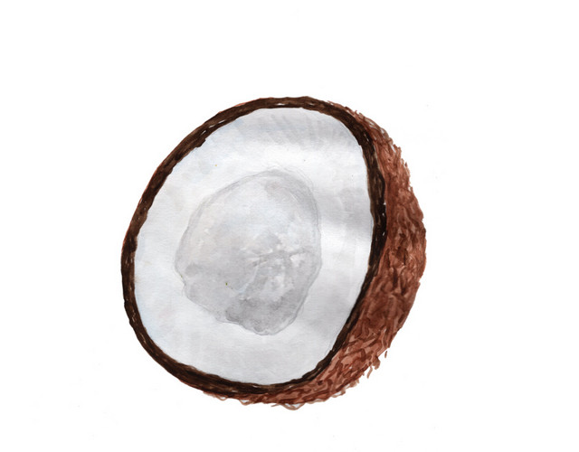 极简椰子封面水彩矢量元素