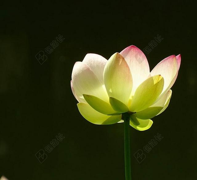 摄影唯美盛开的莲花背景图片