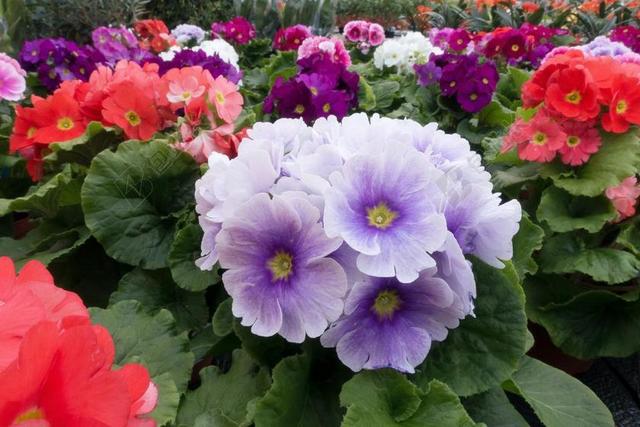 报春花 报春花寻常的混合 紫 三文鱼 白 属 报春花品种 鲜花