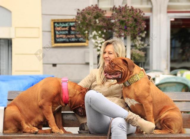 波尔多 德 DOGUE 街头 藏獒 法语 两 宠物 狗