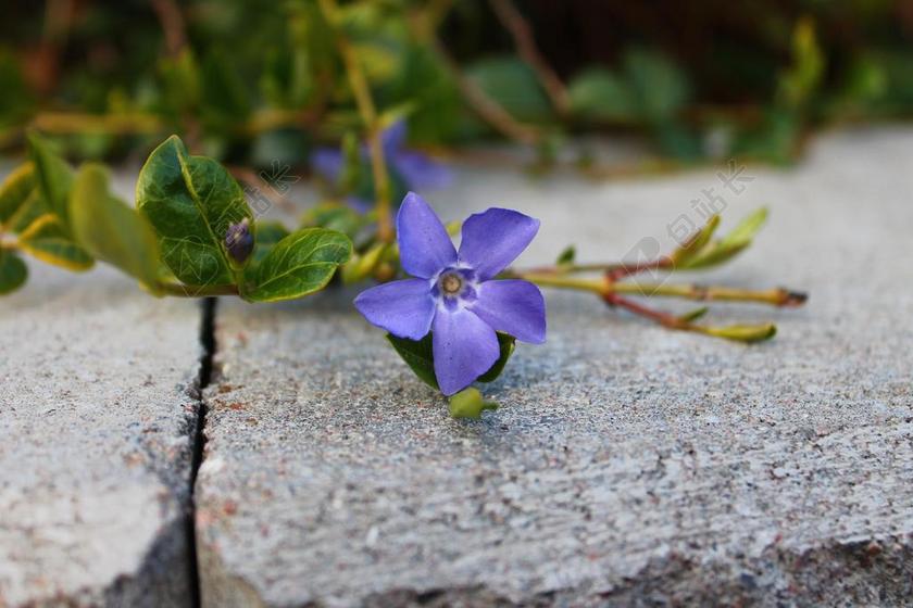 花 紫色 自然 花的 春 夏天 植物 花园 户外