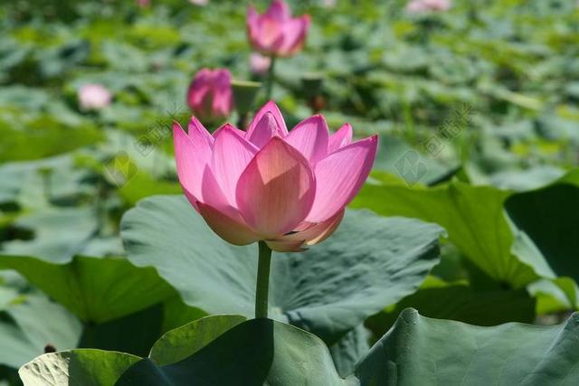 莲花 夏天 钉住 池塘植物 水百合
