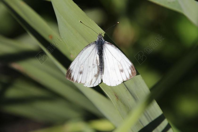 昆虫 蝴蝶 自然 叶子 夏 一群 飞蛾 蛾