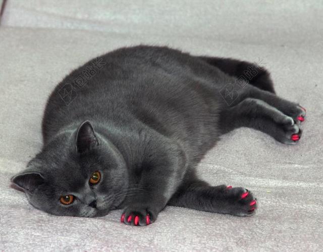 动物特写红色指甲的黑猫背景图片