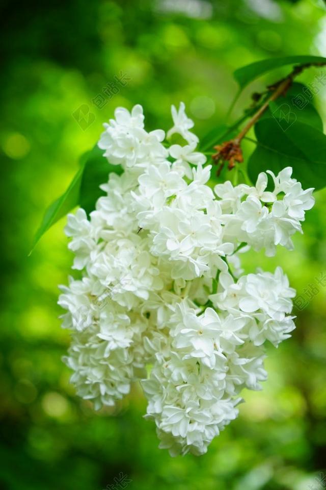 紫丁香 鲜花 白 常见的丁香 厂 布什 丁香寻常型 木犀科