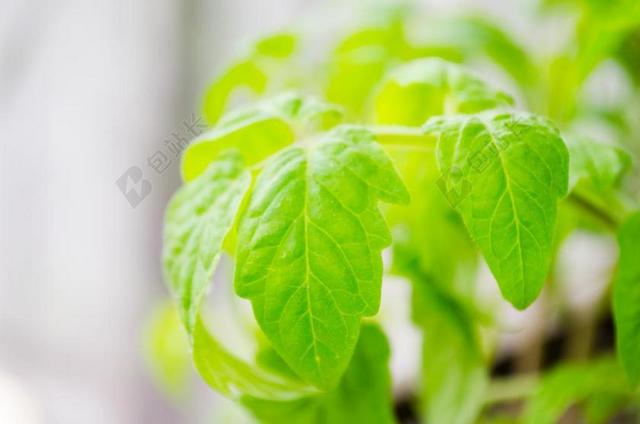 植物嫩绿的番茄枝叶背景图片