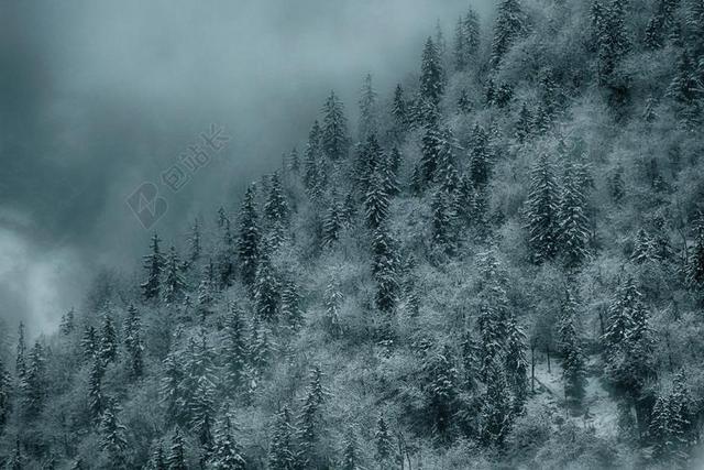 圣诞节 圣诞图片 森林 冷杉 雪 寒冬 希尔 性质 冬天