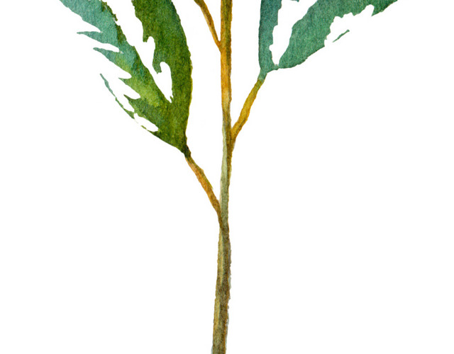 手绘树叶水彩矢量元素