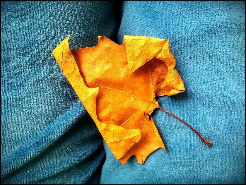 摄影唯美折叠的枫叶背景图片