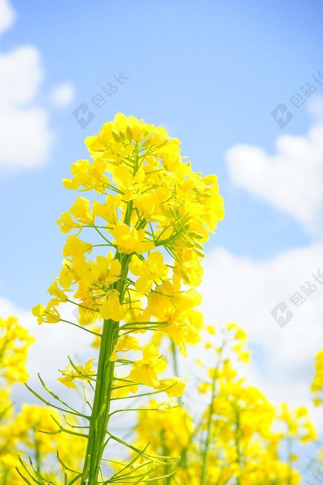 摄影唯美油菜开花背景图片