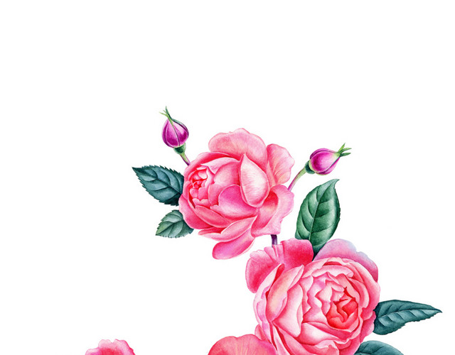 牡丹花