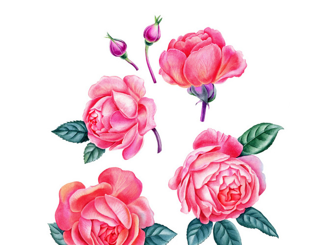 牡丹花素材