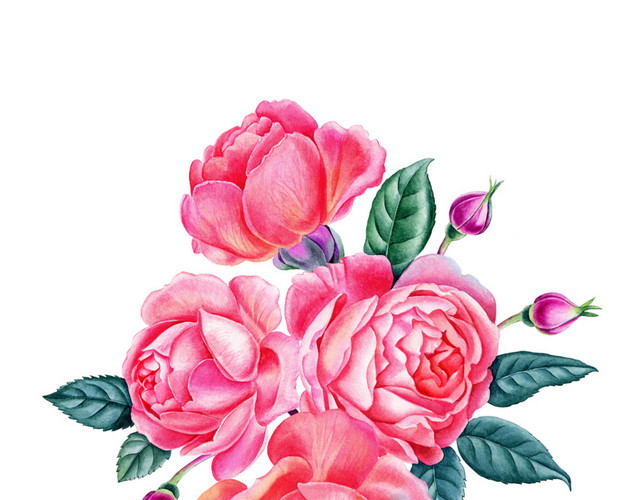 牡丹花开
