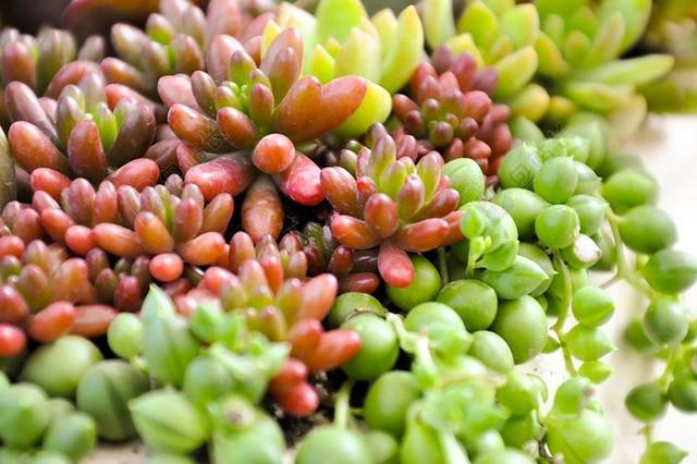 多肉植物 植物 绿色