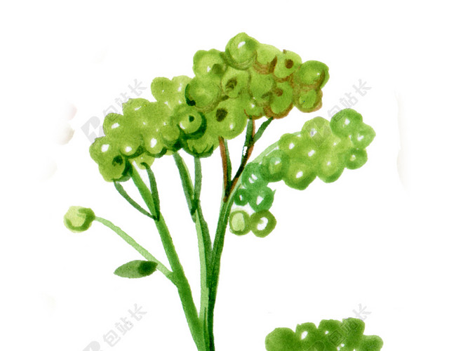 绿花免抠素材