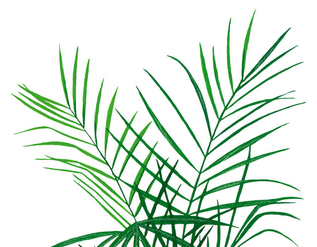 植物绿色盆栽