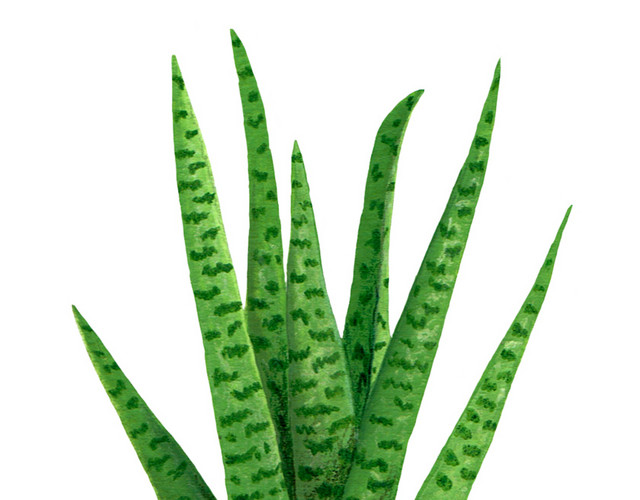 植物绿色盆栽