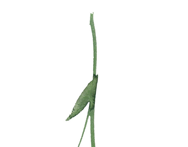 水彩手绘花苞枝叶