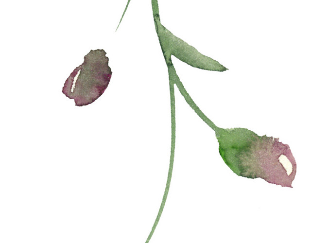 水彩手绘花苞枝叶