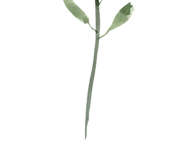 水彩手绘黄色野花