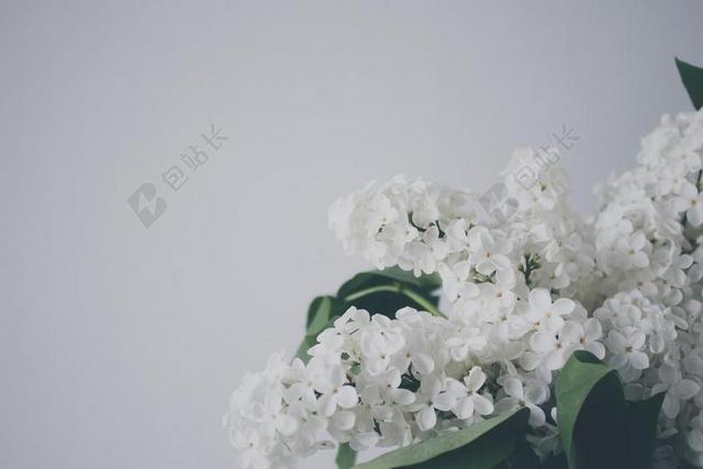 植物 自然 花 花束 春 丁香 新鲜 花园 装饰 盛开