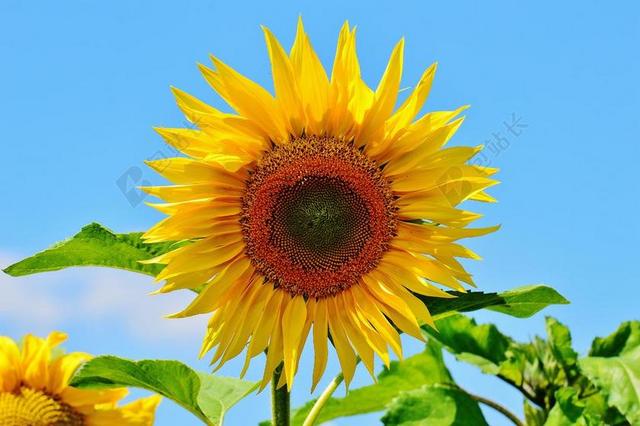 太阳花 夏季 花园 开花 黄色 向日葵 性质 授粉 关闭