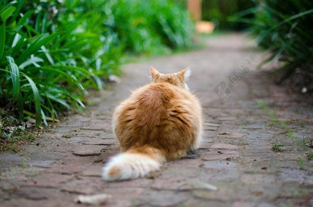 广告清新小路上的猫背景图片
