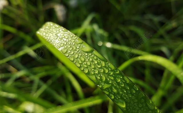 摄影自然植物上的露珠背景图片