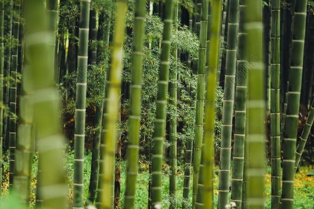 植物 草 竹 森林 环境 增长 植物区系 绿色 植物学