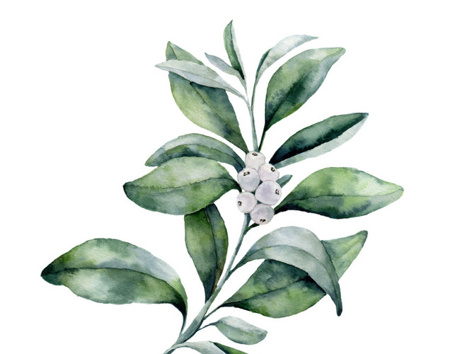 绿冬青免抠素材