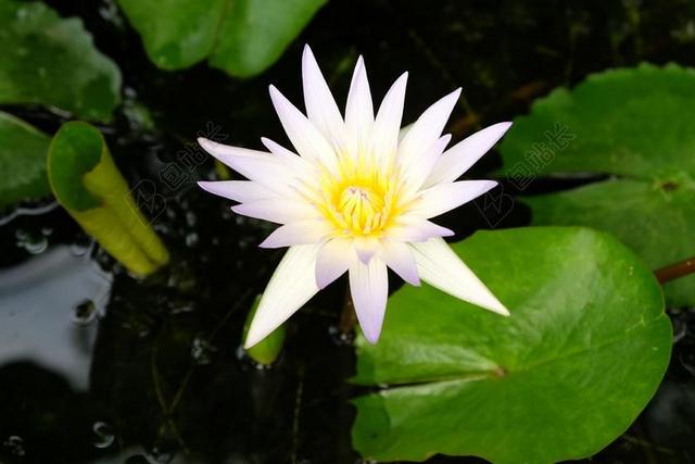 莲花 白 自然 绿色 植物 水 花的 黄色 花园 户外