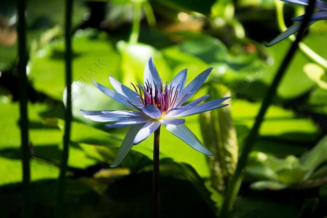 花 禅宗 宁静 莲花 按摩水疗 日本 平衡 冥想自然 冥想