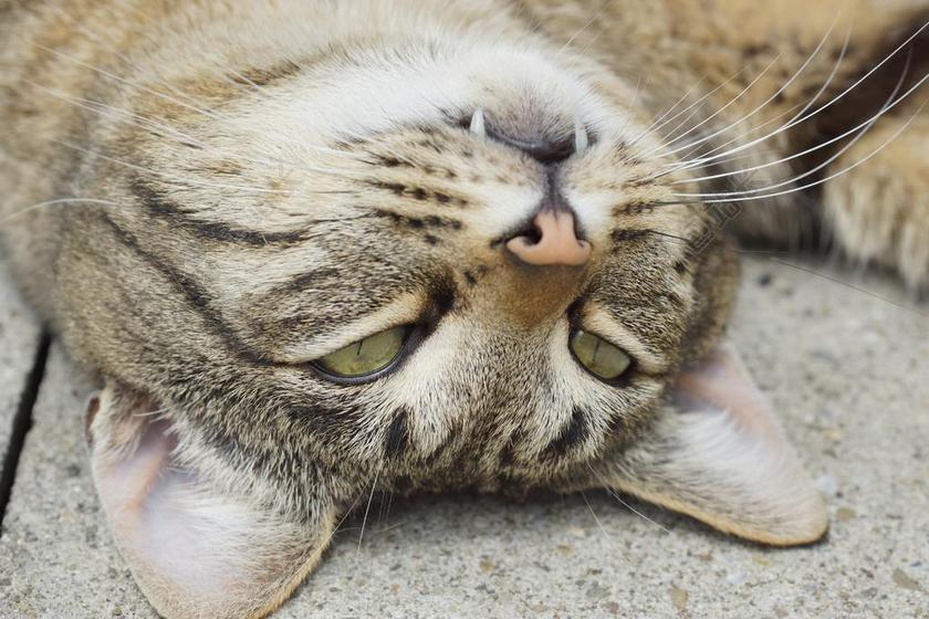 摄影清新仰望天空的猫头背景图片