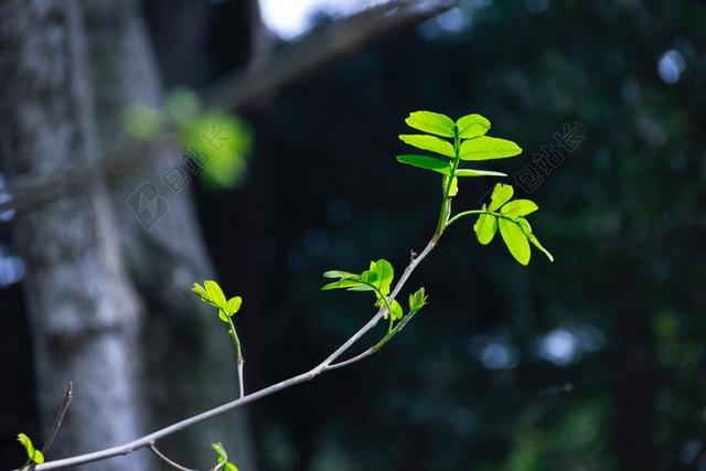 摄影清新绿叶植物背景图片