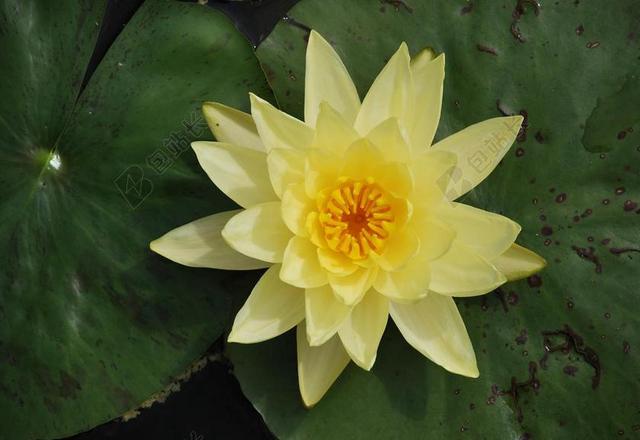 睡莲 玫瑰水 水生植物 湖玫瑰 池塘 开花 独独黄 盛开 水